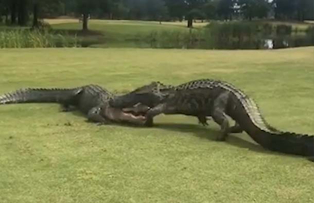 Dos cocodrilos en una gran batalla en un campo de golf